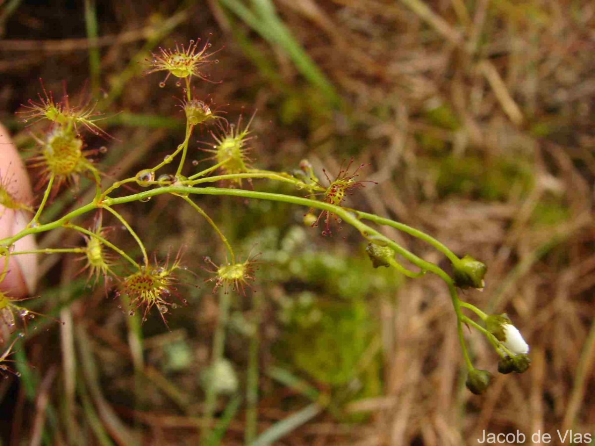 Drosera lunata Buch.-Ham. ex DC.